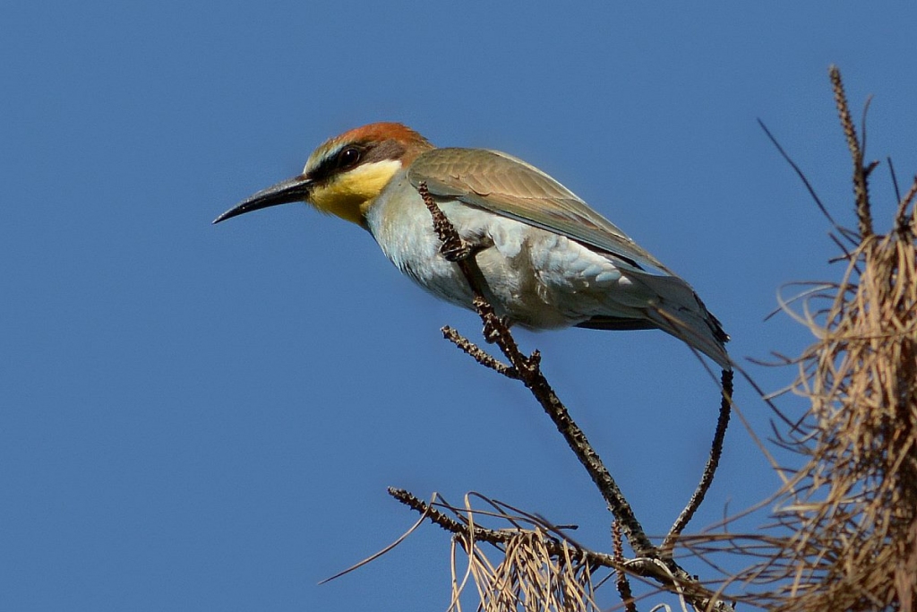 Bišu dzenis.
Autors: Armands Majevskis