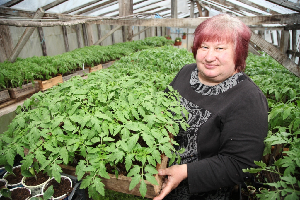 Daina Apša no Kalnienas stāsta, ka neapkurināmā siltumnīcā tomātus var stādīt maijā, kad vairs nav gaidāmas stipras salnas. Tagad ir kļuvis siltāks, gaismas netrūkst un noteikti ir laiks stādīt tomātus, izplānot, cik stādu vajadzēs un kādām šķirnēm dot priekšroku. Daina jau vairākus gadus aizrāvusies ar tomātu audzēšanu un aizrautīgi stāsta par savu lielo tomātu šķirņu daudzveidību - šogad aptuveni 60 dažādu šķirņu tomātu stādi. Par katru šķirni, ko iestādījusi, viņa arī zina pastāstīt, kā tomāts garšos un kāds izskatīsies.   
Autors: Gatis Bogdanovs