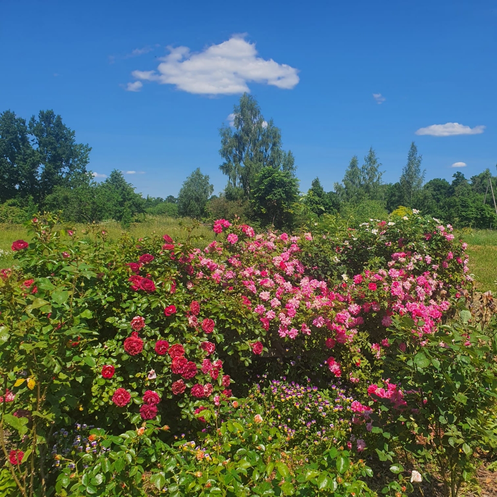 Ziedu kupenas. Ja par rozēm rūpējas, tās atmaksā ar varenu ziedēšanu.
Autors: Sigita Roķe