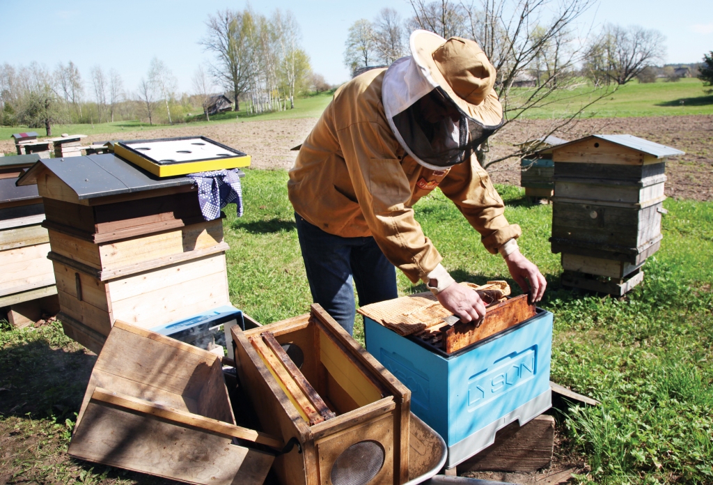 Jānis Rožlapa ir pieredzējis bitenieks un harmoniski prot sadzīvot ar bitēm, lai gan sadzelts esot ne reizi vien.
Autors: Gatis Bogdanovs