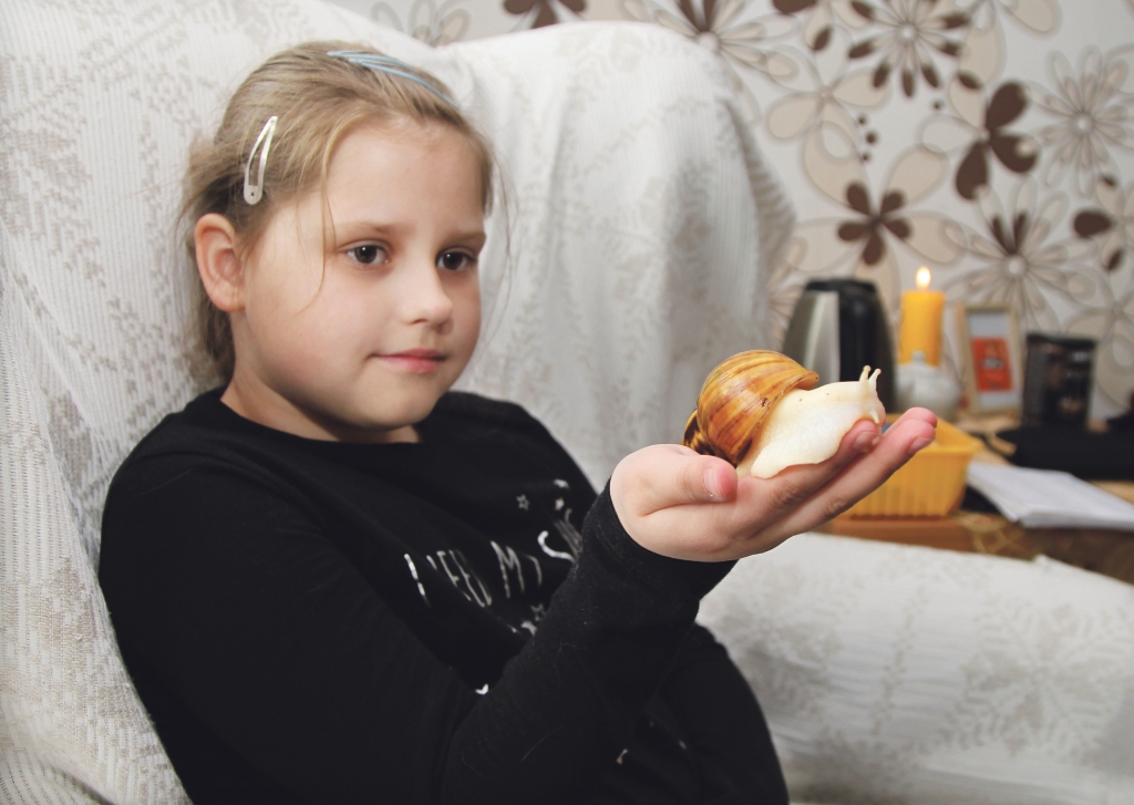 Gerijs ir ziņkārīgs, un viņam patīk, ja Ilzes meita Ieva paņem rokās. Āfrikas gliemeža ķermenis parasti ir brūnā krāsā, bet Gerijs ir albīns. 
Autors: Gatis Bogdanovs