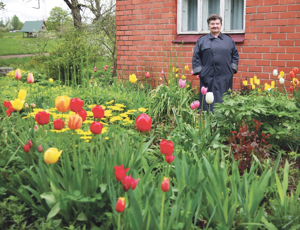 Silvijai Škaparei patīk rušināties dārzā un rūpēties par puķēm. Šai puķu dobei jau ir 30 gadi. Daudzi puķu stādi ir uzdāvināti, bet, ja viņai gribas kādu jaunu puķu stādu, Silvija dodas uz tirgu.
Autors: Gatis Bogdanovs