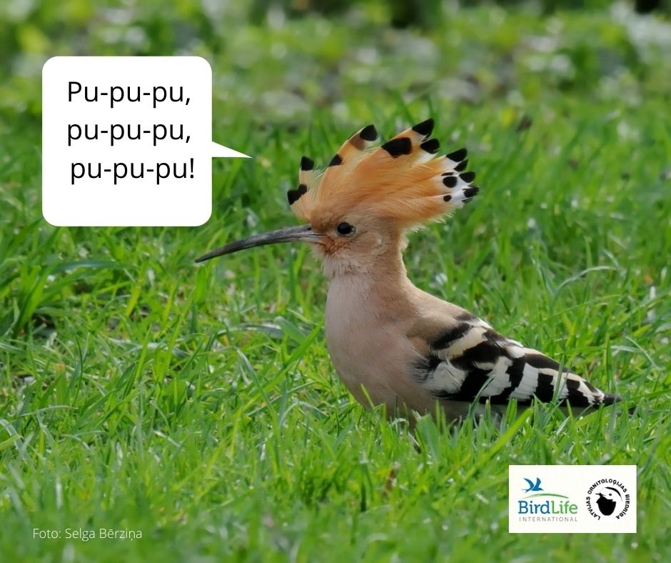 Pupuķis.
Autors: LOB