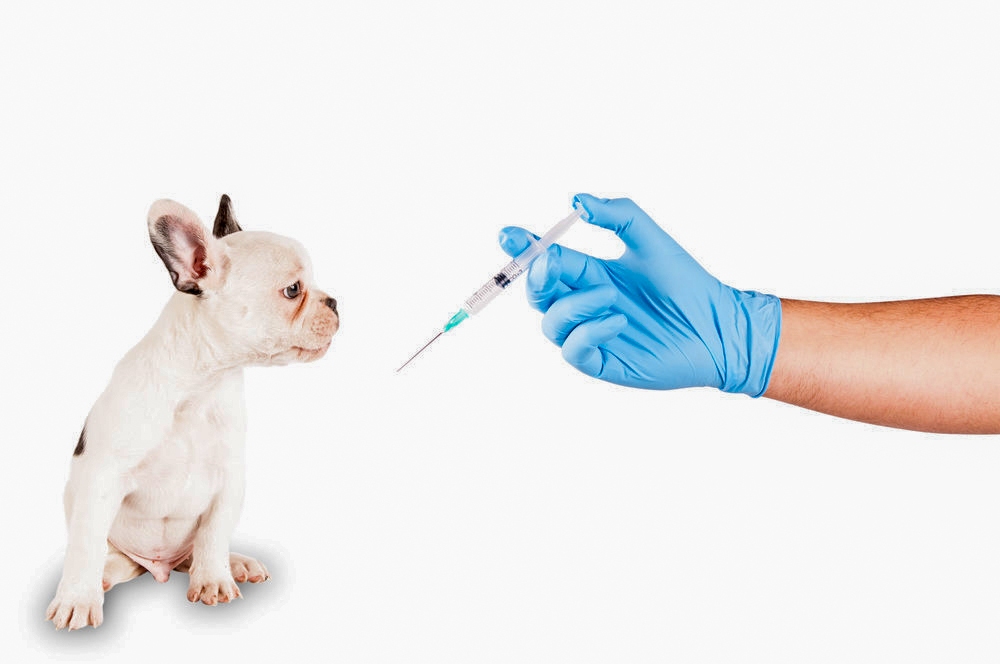  Vakcinācija ir viens no pasākumiem, kā rūpēties 
 par saviem mājdzīvniekiem, lai tie dzīvo veselu un laimīgu dzīvi. 
Autors: no “pexels.com”