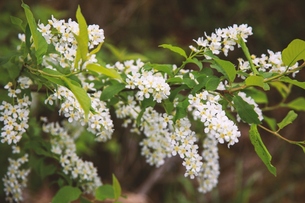Autors: Gatis Bogdanovs