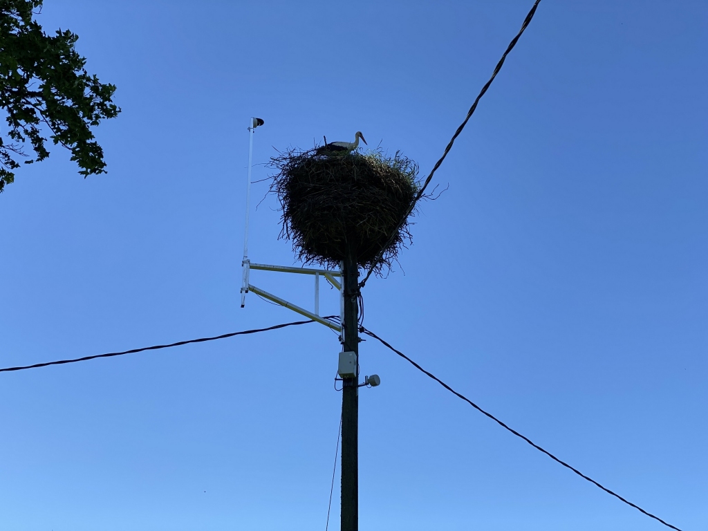 Stārķu ligzda 2.jūnijā.
Autors: 