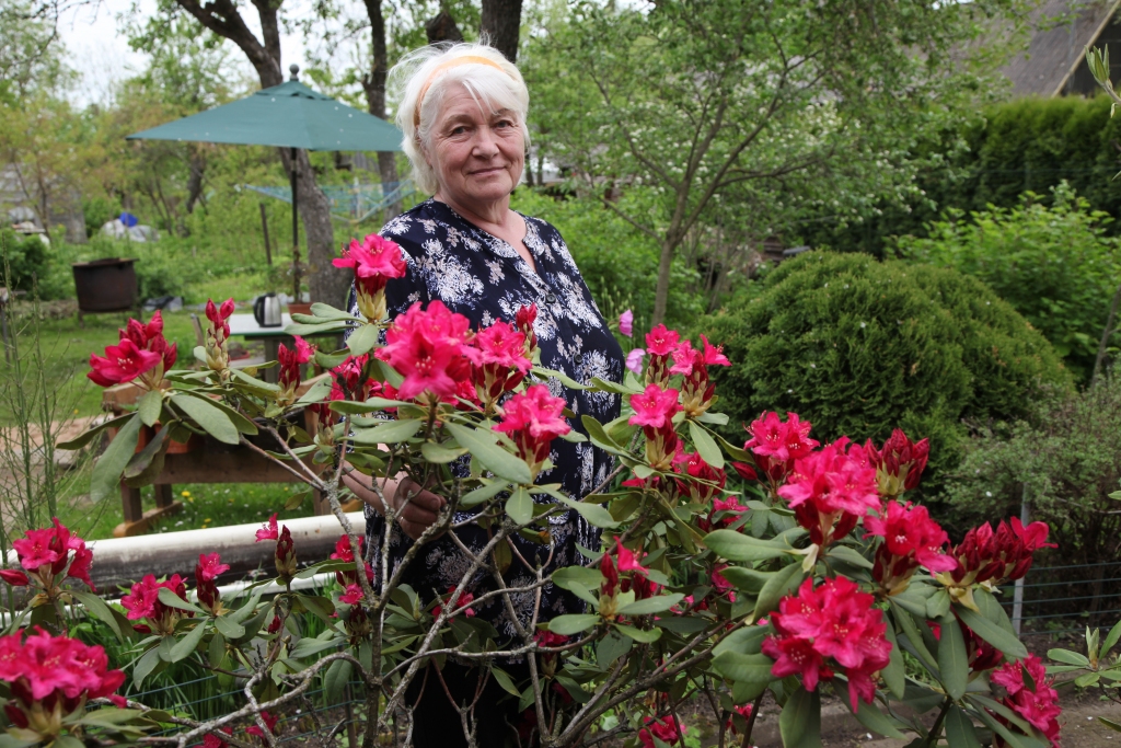 Anitai Pušmucānei rododendri zied īpaši krāšņi, tagad ar katru dienu parādās arvien vairāk izplaukušu ziedu. Anita zina, ka augsne un ūdens ir svarīgākie faktori, lai rododendri labi augtu.
Autors: Gatis Bogdanovs