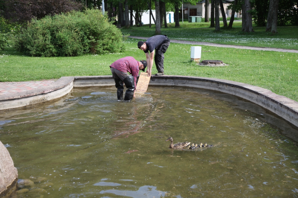 Glābēju uzstādīto laipu pīles neuzskatīja par pietiekami drošu un spītīgi turpināja izkļūt saviem spēkiem.
Autors: Gatis Bogdanovs
