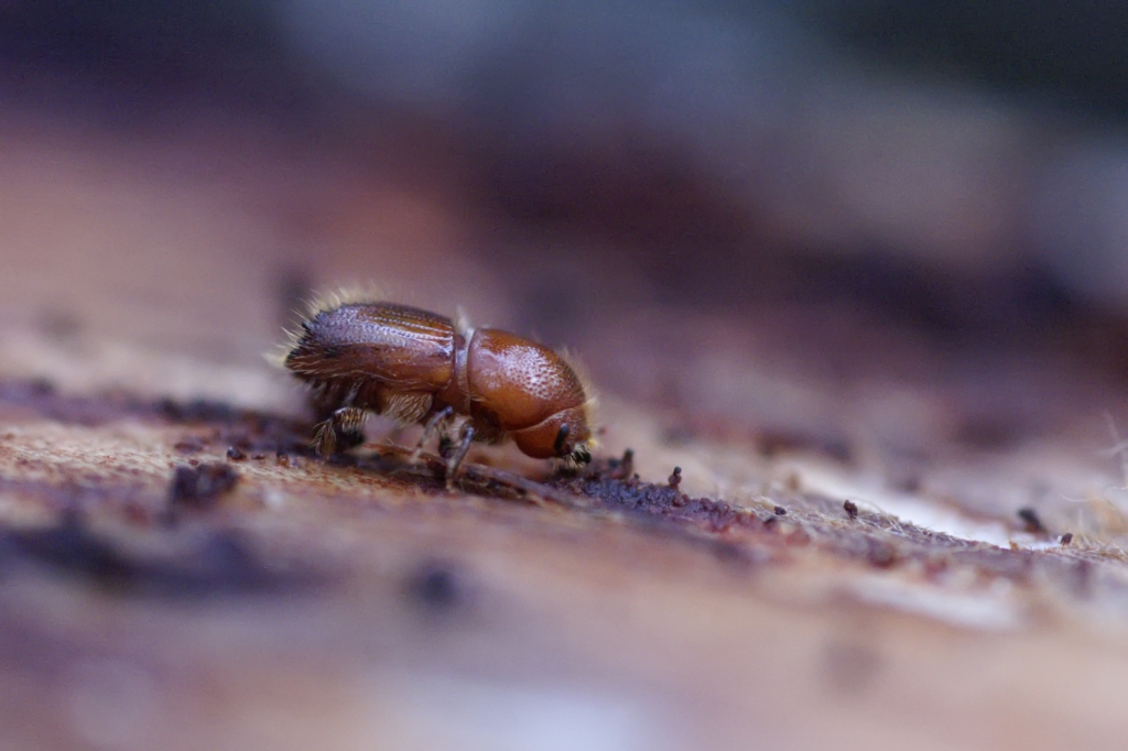 Egļu astoņzobu mizgrauzis.
Autors:  Agnis Šmits