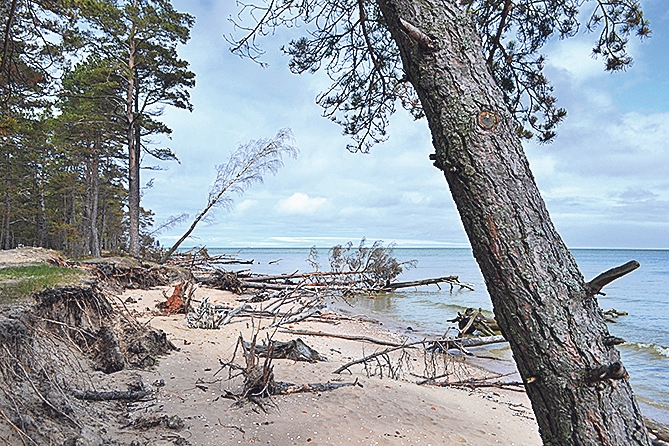 Kolkasrags pēc vētras
Autors: no personīgā albuma