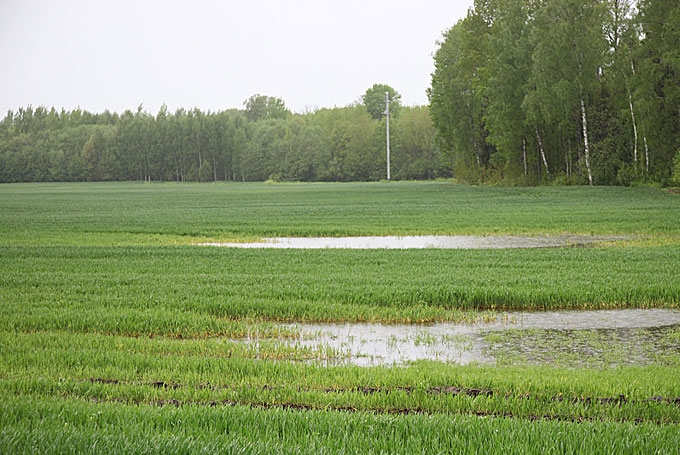 Vizma Bērziņa saka, ka Gulbenes novadā ir maz sūdzību par neatļautu pesticīdu lietošanu. Pērn bija divas – viena bija nepamatota, kur vienkārši braucot bija kaut kas nofotografēts, bet pēc pārbaudes izrādījās, ka tur viss ir kārtībā. Otra sūdzība atklāja, ka saimniecībā nav ievērota aizsargjosla no ūdensobjekta. 
Autors: Gatis Bogdanovs