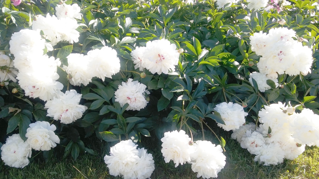 Autors: Pārsla Konrāde