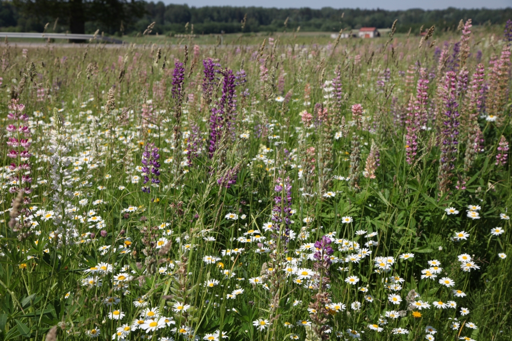 Autors: Gatis Bogdanovs