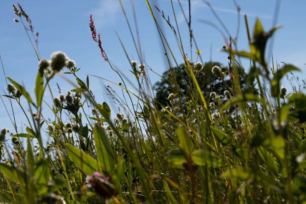 Autors: LDF publicitātes foto