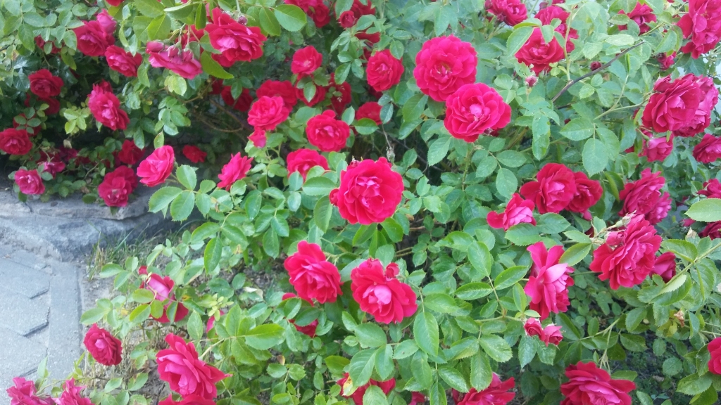 Autors: Pārsla Konrāde