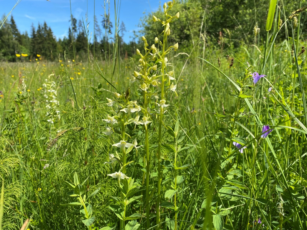 Naktsvijole.
Autors: DAP