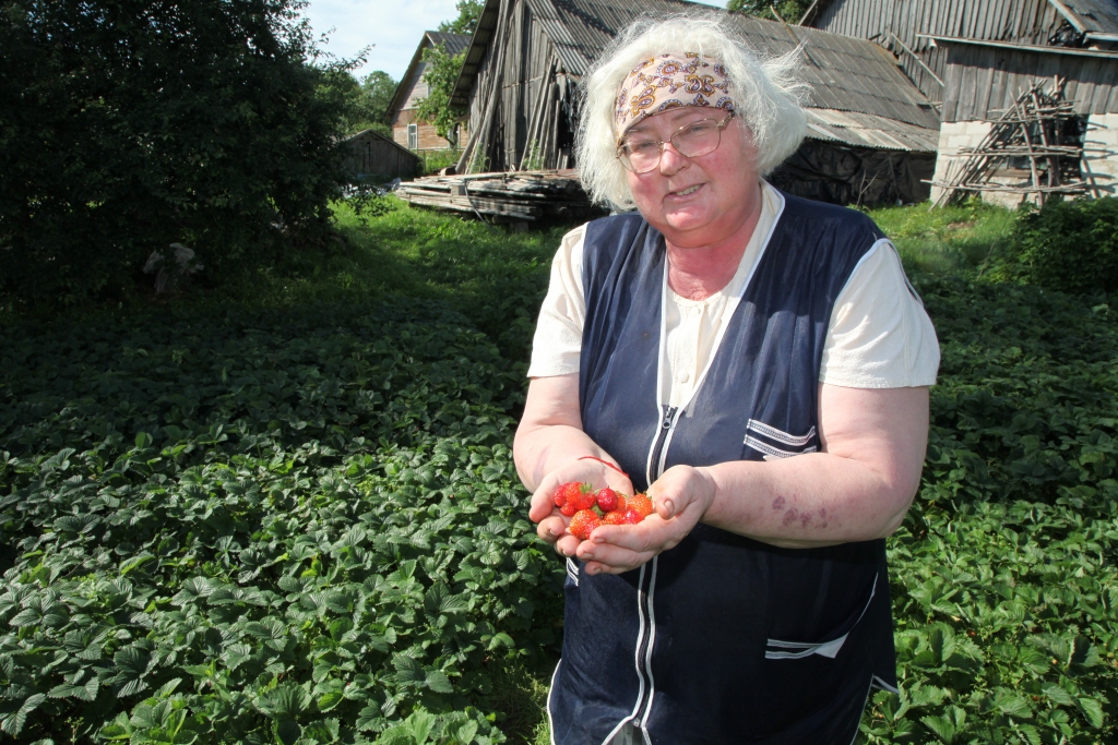 Lūcija Tilgase atzīst, ka košās un garšīgās zemenes ir jāaudzē vismaz pašu vajadzībām.
Autors: Gatis Bogdanovs