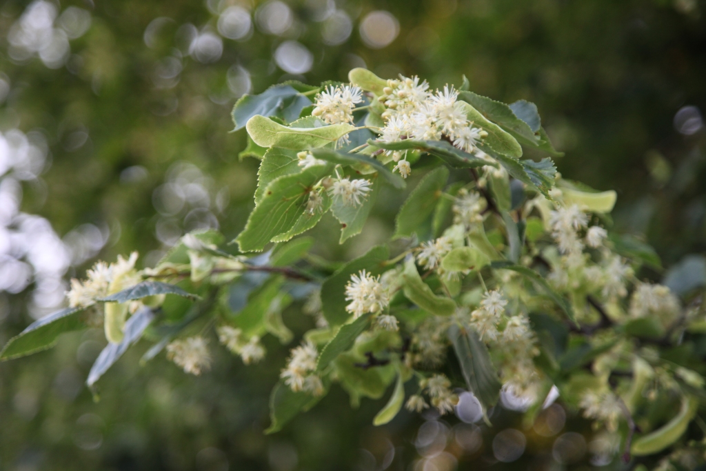 Autors: Gatis Bogdanovs