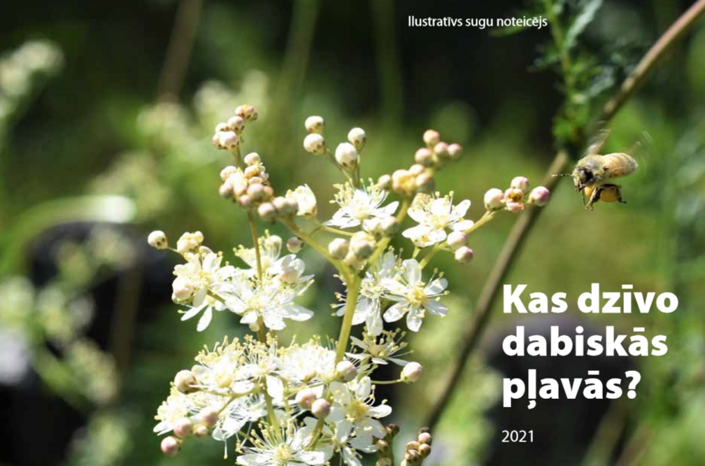 Aluksniesiem.lv raksta attēla aizvietotājs