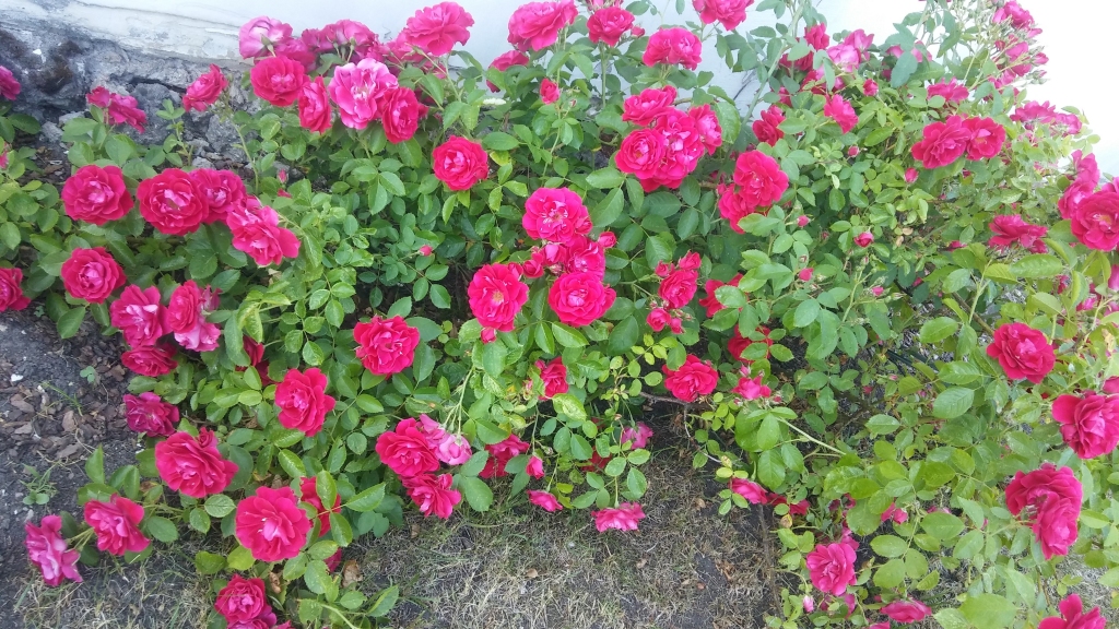 Autors: Pārsla Konrāde