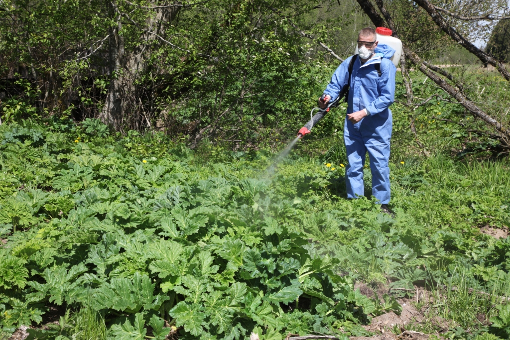 2020.gadā Latvijā ar latvāņiem aizauguši 10 782,96  hektāri zemes, tie sastopami 105 Latvijas pilsētās un novados. Visplašāk latvāņi vērojami Madonas, Cēsu un Dagdas novados. Avots: VAAD dati
Autors: no “Dzirksteles” arhīva