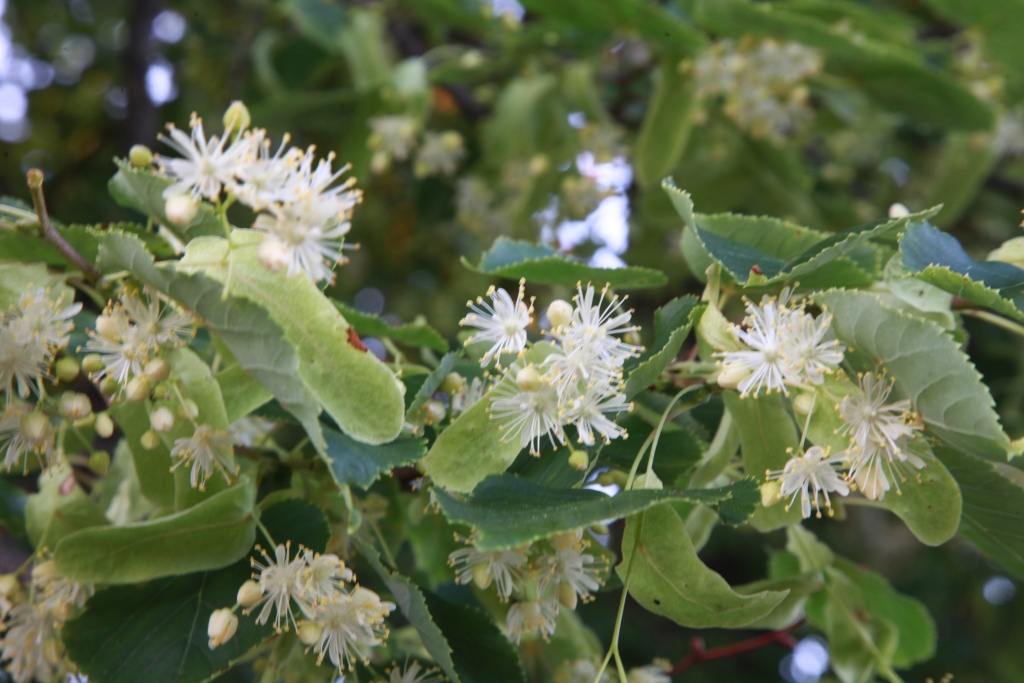 Autors: no “Dzirksteles” arhīva