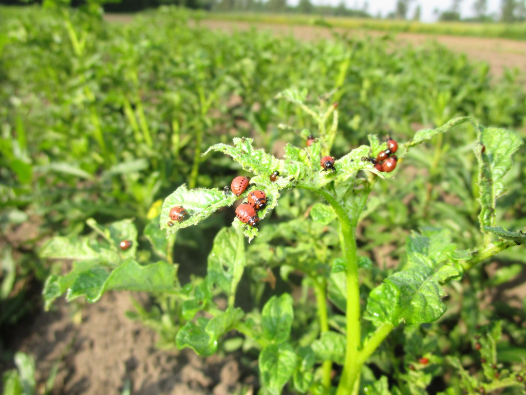 Šovasar Kolorādo vaboļu attīstībai un izplatībai ir īpaši labvēlīgi apstākļi, tāpēc to apkarošana ir aktuāla, lai saglabātu ražu.
Autors: Edgars Cirša