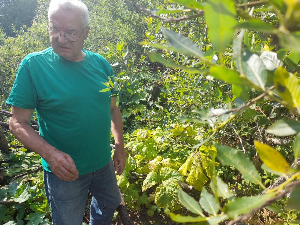 Guntis Blūms rāda “Dzirkstelei” pagājušā gada latvāņu kātus, cik lieli un vareni tie spēj izaug.
Autors: Inita Savicka