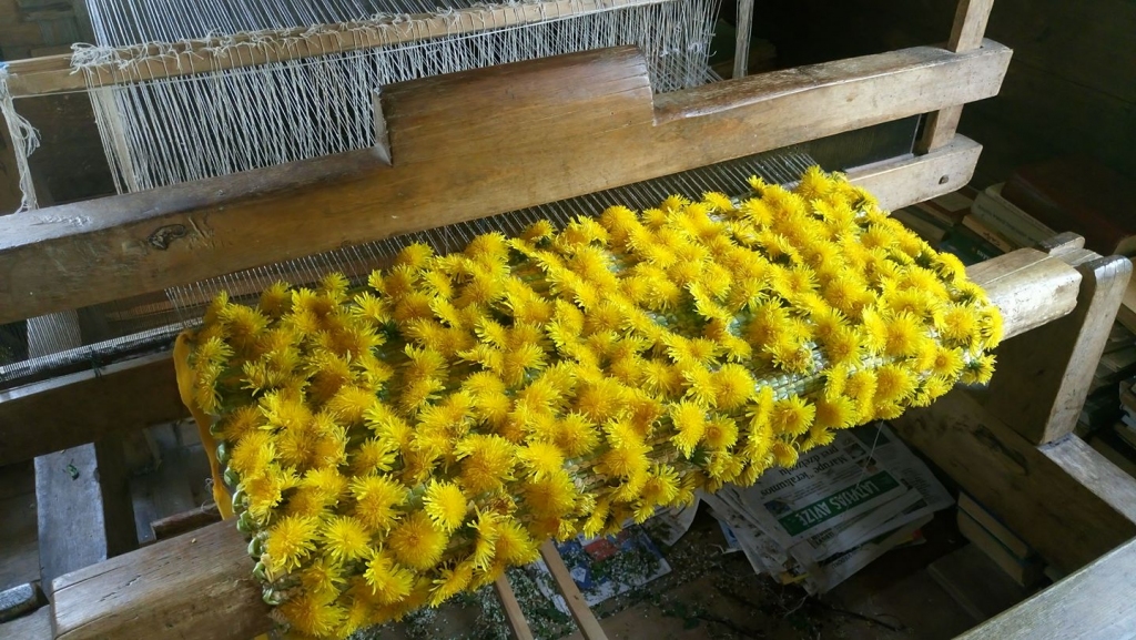 Šķiet neticami, ka stellēs var aust pienenes. Kad dzeltenās ziedlapiņas pārvēršas baltās pūkās, tad tas ir lidojošais dečs. 
Autors: no personiskā arhīva