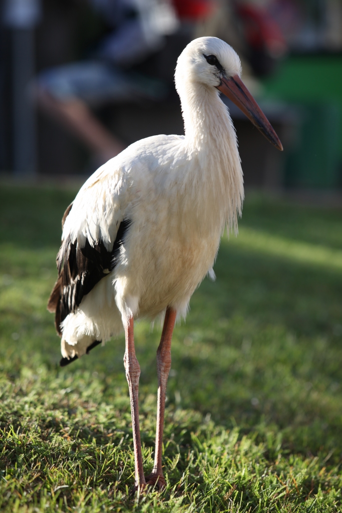Autors: no “Dzirksteles” arhīva