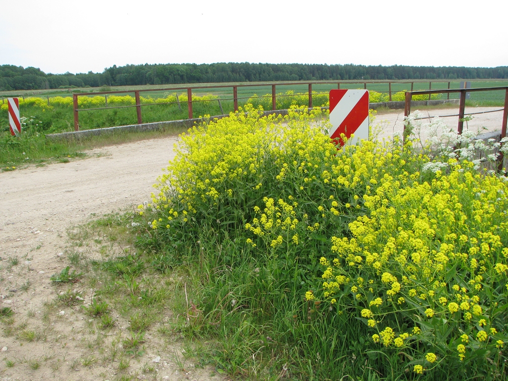 ● Austrumu dižpērkone. Daudzgadīgs, 40-150 cm liels augs. Stublājs stāvs, zaro ziedkopā, klāts ar matiņiem un tumšām kārpiņām. Ziedu krāsa tumši dzeltena. Zied jūnijā un jūlijā. Eiropā ievazāta 18. gs. beigās, visticamāk, ar transportu un zirgiem paredzēto sienu armijas vajadzībām.  
Autors: “Invazīvo sugu pārvaldnieks”, “Nacionālā enciklopēdija”