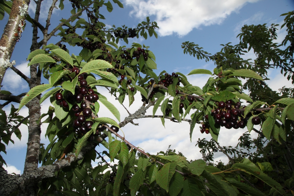 Autors: Gatis Bogdanovs