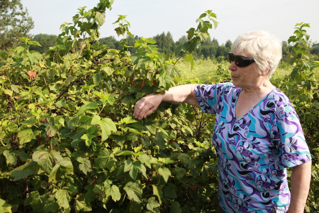 Upeņu laukos sākas ražas novākšana. Savā upeņu platībā Anna Kļaviņa tās čakli lasa ar rokām un aicina arī citus, kuri upenes atzīst par vērtīgām, lasīt tās pie viņas.
Autors: Inita Savicka