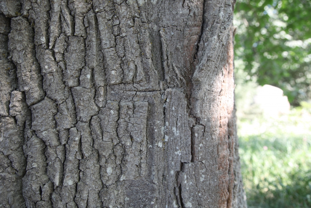 Ozolā krusts jau daļēji aizaudzis, bet vēl tomēr saskatāms.
Autors: Gatis Bogdanovs