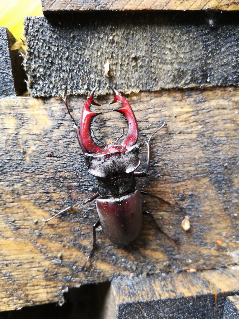 Dižās briežvaboles tēviņš.
Autors: Aivars Dunskis