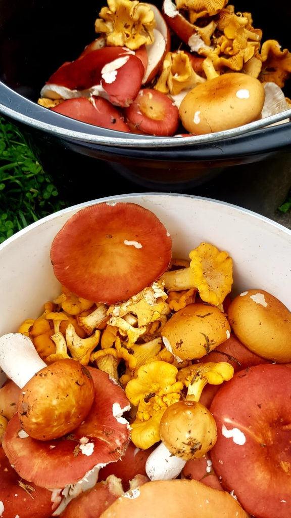 Pašlaik ir īstais laiks doties sēņot, taču arī sēņu pasaulē ir savi noteikumi, ar kuriem pirms aizraujošā procesa der iepazīties.
Autors: Sandra Apine