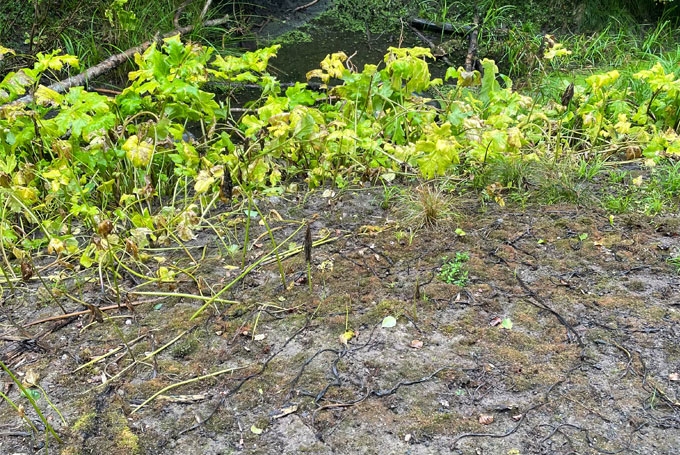 Netipisks skats Emzes parka grāvmalā. Latvāņi vietām iznīkuši līdz pat plikai zemei.
Autors: Diāna Odumiņa