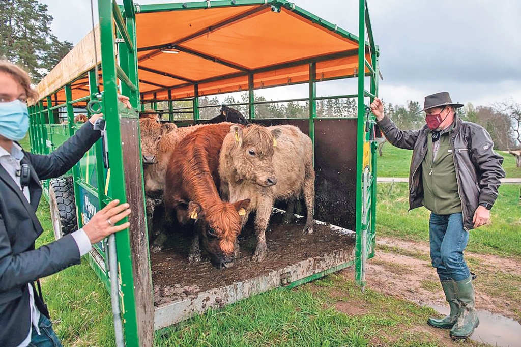Viens no labākajiem veidiem, kā palīdzēt pļavām atgūt augu sugu daudzveidību un pierasto pļavu puķu krāšņumu, ir noganīšana. Latvijas Dabas fonda projektā “GrassLIFE” 2018. gadā ir izveidots mobilais ganāmpulks. Ganīšanas sezonā tas īpaši pielāgotā piekabē dodas uz dažādām dabiskajām pļavām Latvijā. Šogad govis noganīs ap 220 hektāru, bet pavisam šajos gados noganīti ap 500 hektāru. Ganību vietas izvēlas vides eksperti, un teritorijā ir elektriskais gans.
Autors: no “GrassLIFE”/K.Kalns