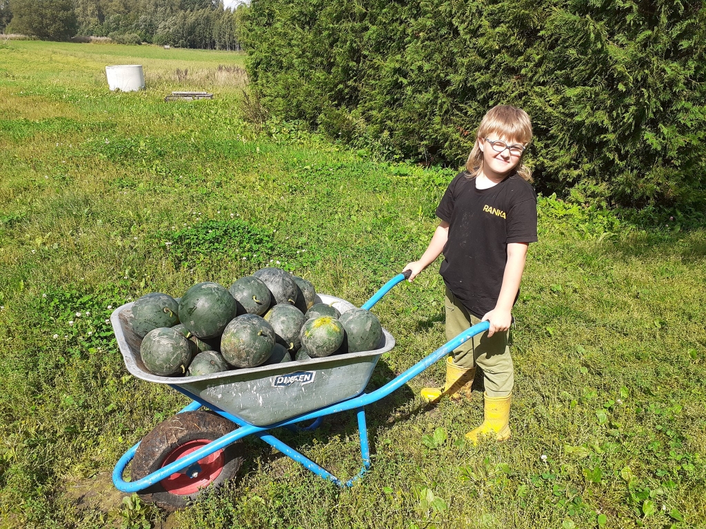 Vasarā izaudzētie Kārļa Aldersona arbūzi piepildīja pilnu ķerru un tika pārdoti teju 15 minūtēs. Mazais saimnieks atzīst - galvenais ir izraudzīt saulainu vietu un neļaut aizaugt ar nezālēm.
Autors: no personīgā arhīva