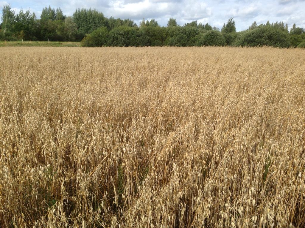 Auzas.
Autors: Ilze Skudra