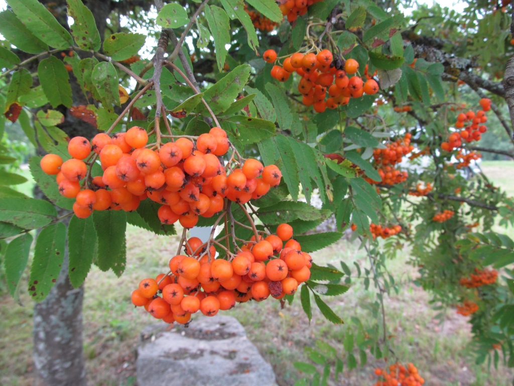 Autors: Pārsla Konrāde