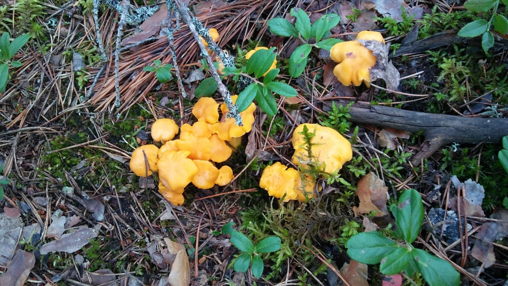 Autors: Pārsla Konrāde