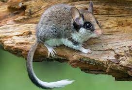 Meža susuris.
Autors: DAP