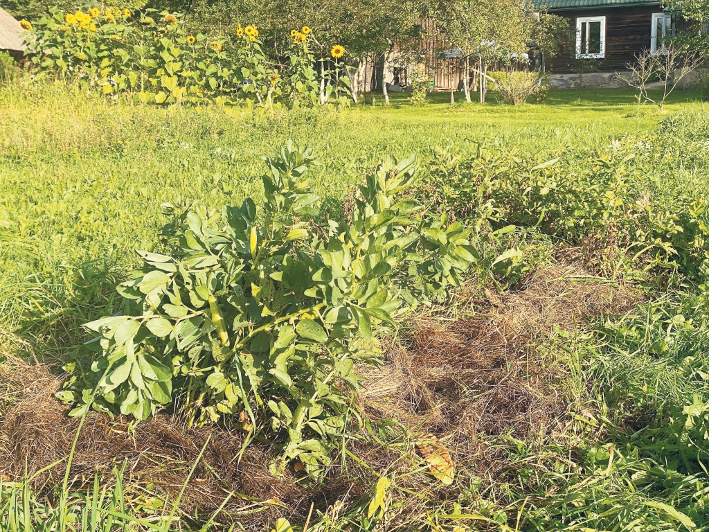 Inese Mozga kopā ar ģimeni Lejasciemā savās mājās saimniekošanā izmanto permakultūras metodes. Lielā kartupeļu vaga noklāta ar sienu, kurā kartupeļi izauguši krietni labāk nekā blakus apartajā laukā.
Autors: no personiskā arhīva