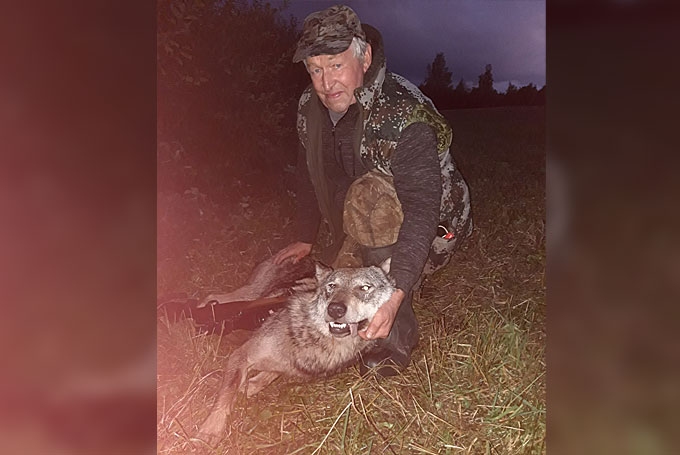 Viktors Pauls ir pieredzējis mednieks, tomēr vilku nošāvis pirmo reizi mūžā. Lai arī apzinās, ka paveikts labs darbs, viņš gandrīz vai nožēlo notikušo un saka: “Otrreiz laikam nešautu. Skaists vilks.”
Autors: no personiskā arhīva