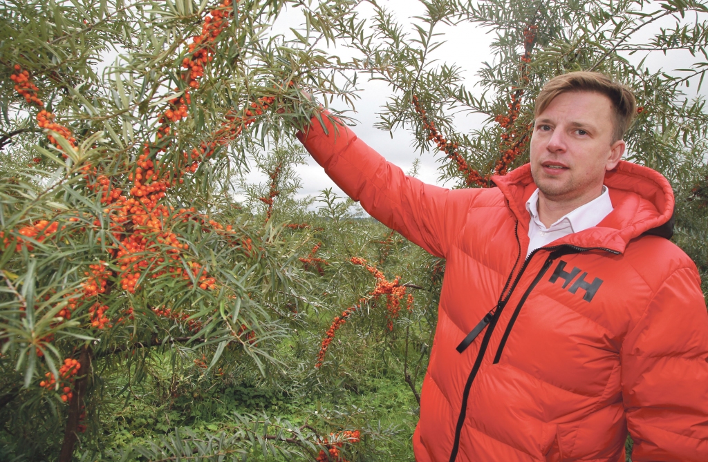 SIA “Sanddorf” īpašnieks Einārs Corndorfs ir apmierināts, ka smiltsērkšķu šķirnes ‘Marija’ ogas var novākt mēnesī vēlāk, tāpēc tās ir nogatavojušās, lielākas un to ir daudz.