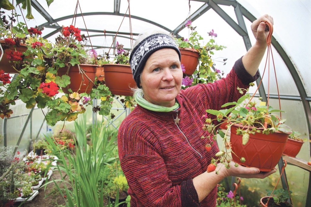 Ja vasarā dārzos ir ogu pārbagātība, tad īsta vērtība rudenī ir paša audzētas zemenes. Tiesa, Gundega Rūse atzīst, ka tās tomēr nav tik ļoti saldas un sulīgas, kā tās, kuras ienākas vasarā un ir vairāk saules lutinātas.
Autors: Gatis Bogdanovs