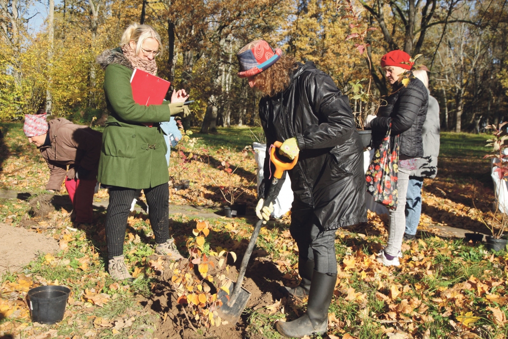 Gulbenes novada pašvaldības Īpašumu pārraudzības nodaļas arhitekte Laima Šmite-Ūdre (no kreisās) bija laikus parūpējusies par stādiem un sagatavotām vietām to stādīšanai.
Autors: Gatis Bogdanovs