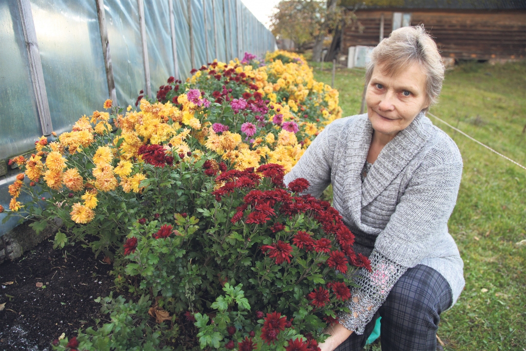 Šis rudens ir savāds, jo tāda bija vasara – neparasti karstais periods un arī sausums atstājis savu ietekmi. Lai gan raža ir nedaudz mazāka, tomēr Druvienas “Tīrumkleivu 1” saimniece Ruta Ozola ir apmierināta – krizantēmas ziedēja tik krāšņi! Pat pēc salnām tās vēl priecē ar krāsām, kuras glabā vasaras sauli. Siltumnīcā var noplūkt saldas vīnogas un tomātus, tomēr lielākā daļa izaudzētā un mežā salasītā jau ir pagrabā. Ir laiks domāt par siltumnīcu paplašināšanu nākamajam pavasarim.
Autors: Gatis Bogdanovs