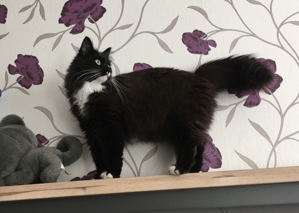 Mikijs patversmē nonāca kā mazs kaķēns, kas bija pamests uz ielas ar citiem kaķu bērniem. Viņš bija ļoti bailīgs un arī tagad vēl joprojām ir piesardzīgs no cilvēkiem.
Autors: no personiskā arhīva